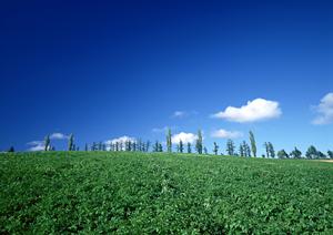 【2025年最新】鹿児島で選ばれるペット葬儀のポイントと満足できるサービスガイド